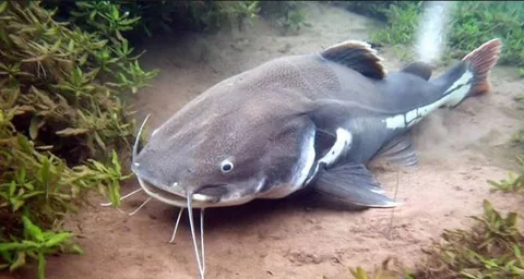 Talking Catfish (most commonly refers to the Striped Raphael Catfish)