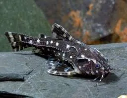 Spotted Talking Catfish