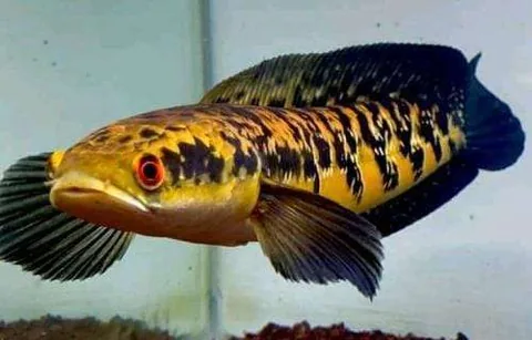 Channa Yellow Santrum (Trade Name)