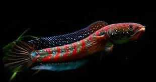 Red Asiatica Snakehead