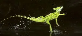 Basilisk Lizard (Also called the Jesus Christ Lizard)