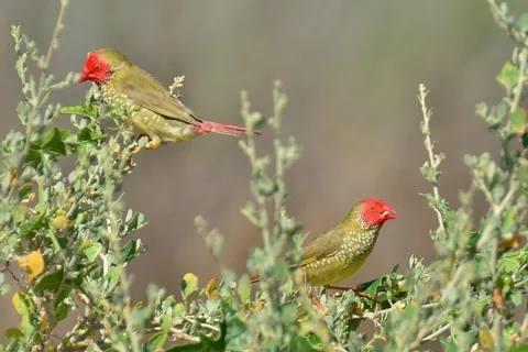 Society Finch / Bengalese Finch