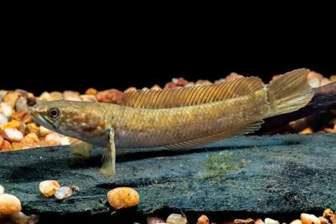 Rara Snakehead