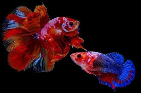 Female Betta (often called Siamese Fighting Fish)