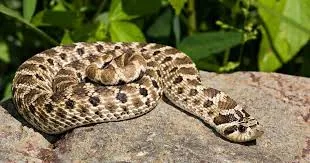 Western Hognose Snake