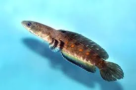 Burmese Snakehead