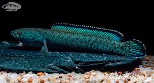 Areston’s Snakehead, Blue-spotted Snakehead