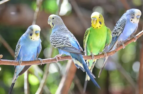 Budgerigar (Budgie / Parakeet)