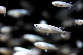 White Japanese Rice Fish (White Medaka)
