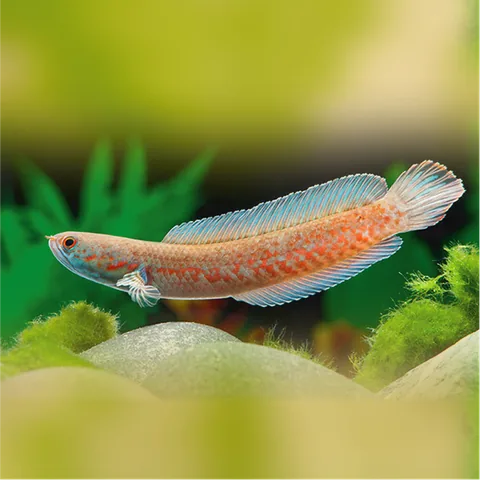 Channa Andrao, Redspotted Snakehead, Rao's Snakehead, Blue Dwarf Snakehead (often sold under the trade name "Fire and Ice")