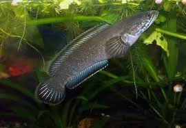 Asian Stinging Catfish