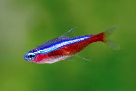 Galaxy Rainbowfish (often refers to a vibrant Melanotaenia species)