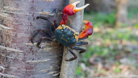 Red-clawed Tree Crab
