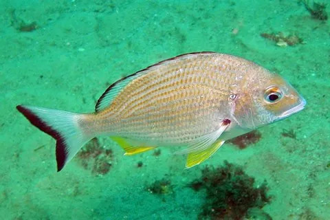 Sea Breams (general term for many species)