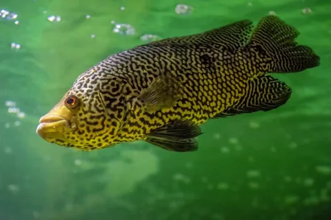 Jaguar Cichlid