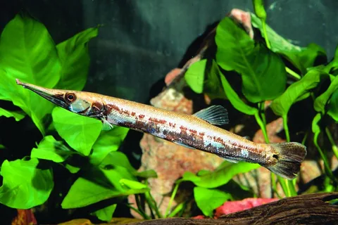 The Hoplo Catfish, also known as the Spotted Hoplo