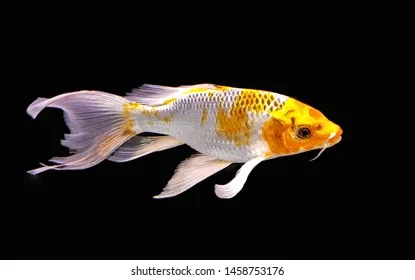 Dragon Koi / Butterfly Koi / Longfin Koi