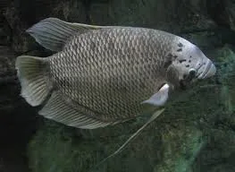 Silver Dollar Fish (Padollar Fish)