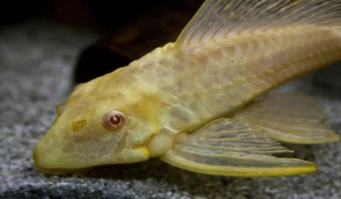 Common Pleco
