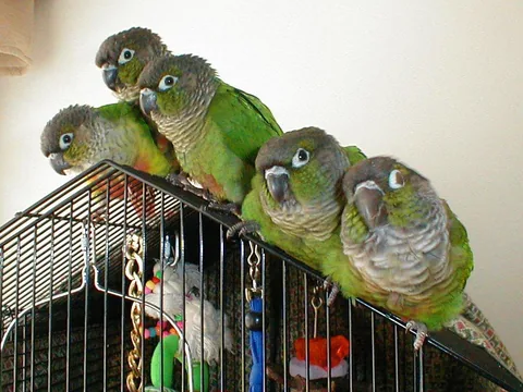 Green-cheeked Conure