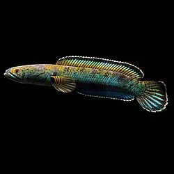 Meghalaya Leopard Snakehead