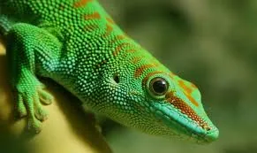 Madagascar Day Gecko