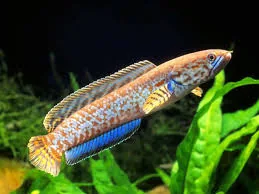 Bipul’s Snakehead