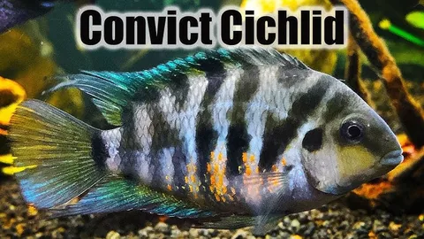 Green Terror Cichlid