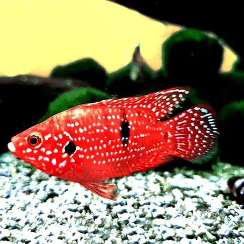 Leopard Cichlid (also called Jaguar Cichlid)