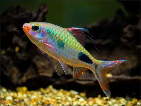 Filament Barb