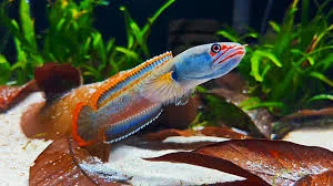Channa Fire and Ice, Redspotted Snakehead, Rao's Snakehead, Blue Dwarf Snakehead