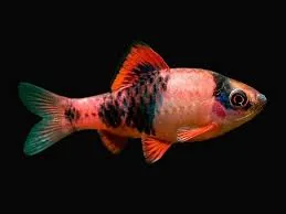 Melon Barb