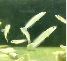 Channa Limbata (Babies) / Dwarf Snakehead Fry