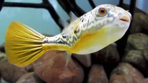 Fahaka Pufferfish