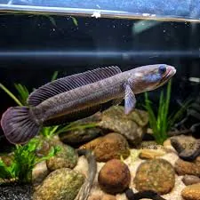 Bengal Blue Snakehead