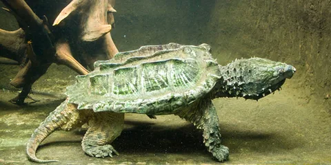 Common Snapping Turtle