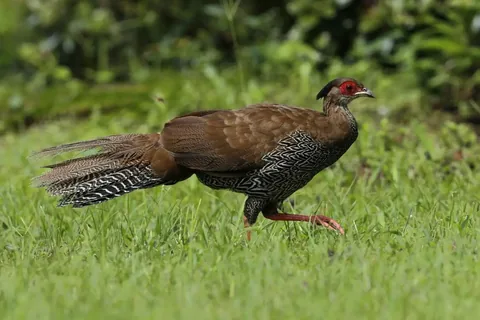 Silver Pheasant