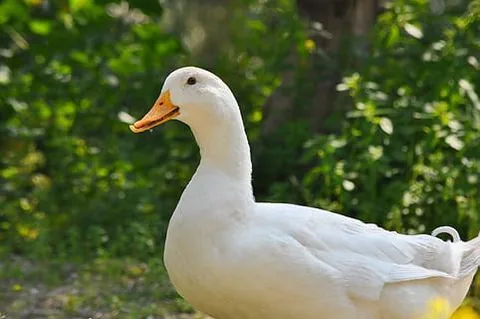 White American Pekin Duck