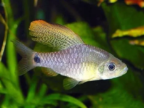Checkered Barb
