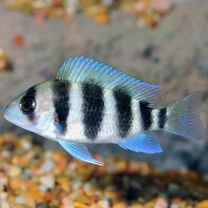 Spiny Eel (also known as Tire Track Eel or Zig-Zag Eel)