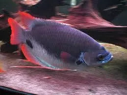 Red Tail Giant Gourami
