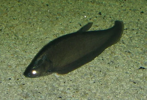 Bronzeback knife fish or "bronze featherback