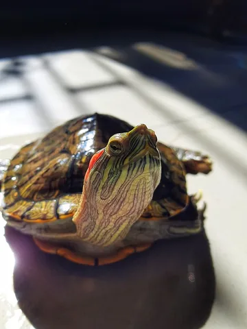 Red-Eared Slider, Red-Eared Terrapin