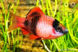 Melon Barb