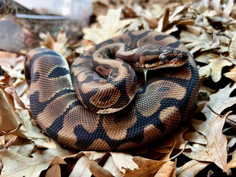 Ball Python (Royal Python)
