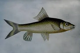Kani Tengra, Catfish