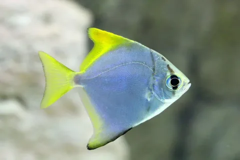 Mono Angelfish / Sea Angels