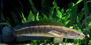 Striped Snakehead, Common Snakehead, Murrel (in India)