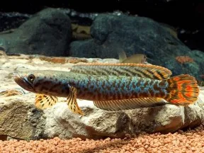 Rainbow Snakehead