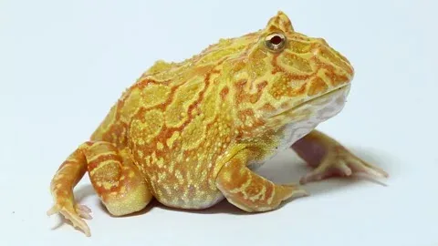 Green South American Horned Frog